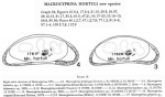 Macrocyprina hortuli Maddocks, 1990 from the original description