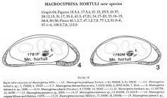 Macrocyprina hortuli Maddocks, 1990 from the original description