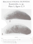 Macrocyprina skinneri Kontrovitz, 1976 from the original description
