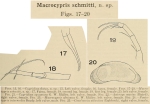 Macrocypris schmitti Tressler, 1949 from the original description