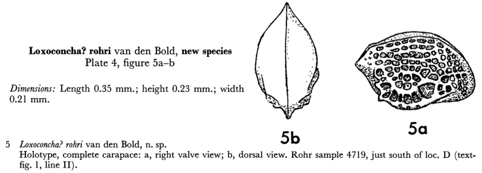 Loxoconcha rohri Bold, 1958 from original description