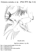 Cypridina castanea Brady, 1897 from the original description