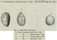 Cytheridea margaritea Brady, 1866 from the original description