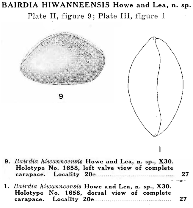 Bairdia hiwanneensis Howe &amp; Lea in Howe &amp; Law, 1936 from the original description