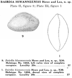 Bairdia hiwanneensis Howe & Lea in Howe & Law, 1936 from the original description