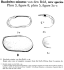 Basslerites minutus Bold, 1958 from the original description