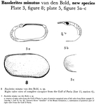 Basslerites minutus Bold, 1958 from the original description