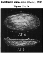 Basslerella miocenica Howe, Chamber, Brown, McGuirt, Neill, Hough, Ellis, Stephenson, Spurgeon, Pyeatt, Dohm, Hadley, Taylor & Johnson 1935 from the original description