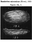 Caribbean Ostracoda