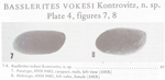Basslerites vokesi Kontrovitz, 1976 from the original description