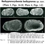 Bathypterocythereis bathypteron Coles & Whatley, 1989 from the original description