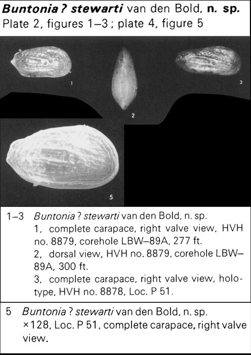Buntonia stewarti Bold, 1973 from the original description