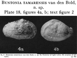 Buntonia tamarensis Bold, 1950 from the original description