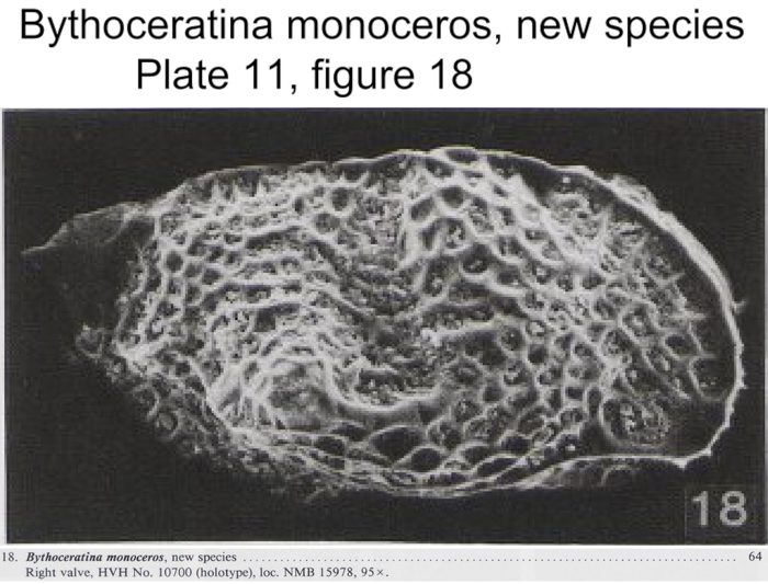 Bythoceratina monoceros Bold, 1988 from the original description