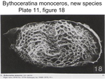 Caribbean Ostracoda