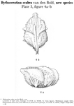 Bythoceratina scabra Bold, 1960 from the original description
