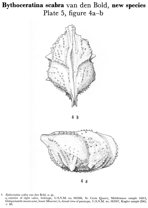 Bythoceratina scabra Bold, 1960 from the original description