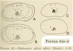 Bairdia affinis affinis Brady, 1886 from Maddocks, 1969