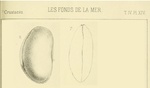 Bairdia affinis affinis Brady, 1886 from the original description