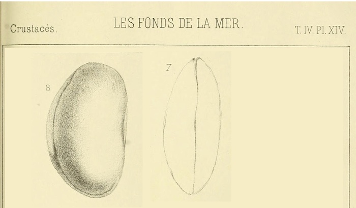 Bairdia affinis affinis Brady, 1886 from the original description