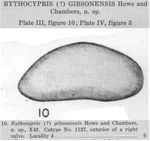 Bythocypris gibsonensis Howe & Chambers, 1935 from the original description