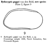 Bythocypris guppyi Bold, 1957 from the original description