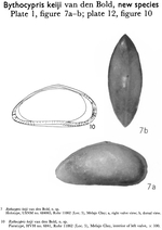 Bythocypris keiji Bold, 1963 from the original description