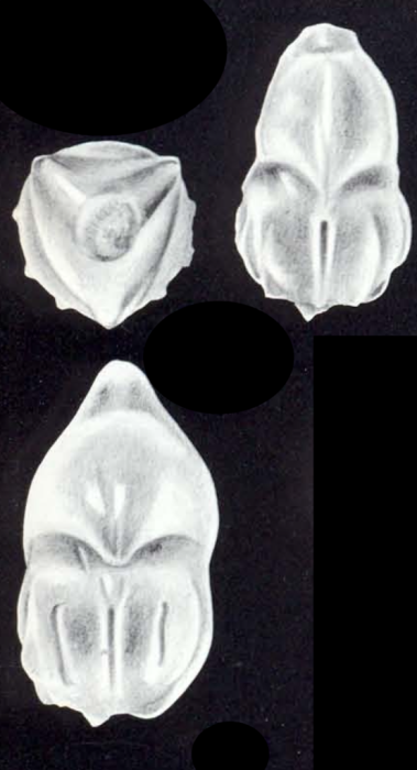 Planularia dissensa McCulloch, 1981