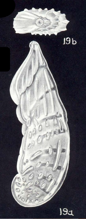 Marginulina differens McCulloch, 1981