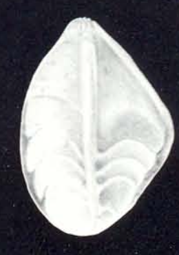 Saracenaria tortugiana McCulloch, 1981