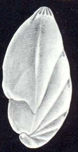 Saracenaria arubiana McCulloch, 1981
