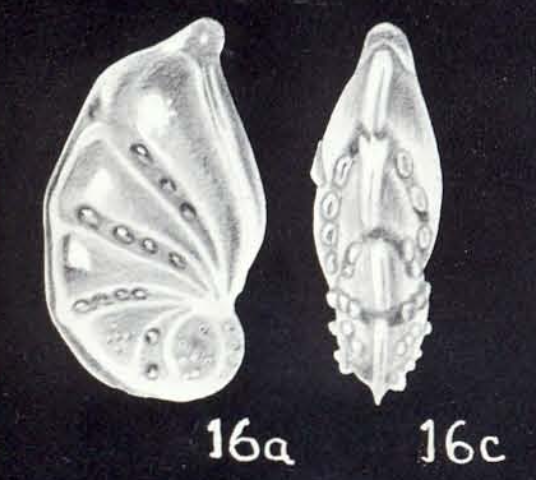 Planularia (?) diversa McCulloch, 1981