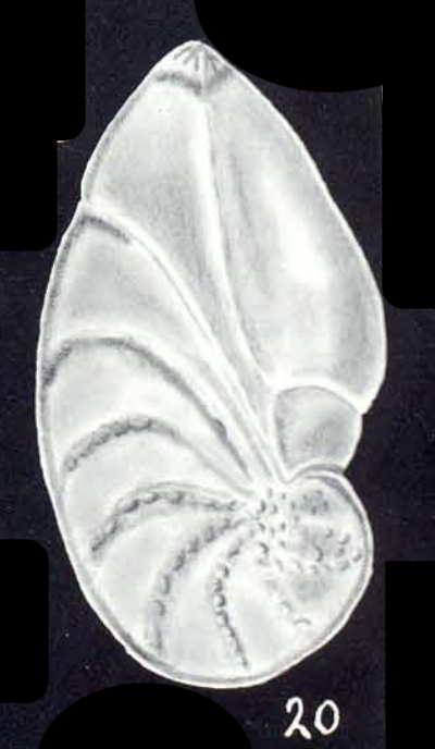 Saracenaria (?) ornatissima McCulloch, 1981