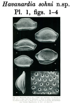 Havanardia sohni Keij, 1976 from the original description