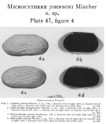 Microcythere johnsoni Mincher, 1941 from the original description