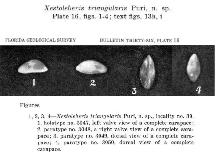 Xestoleberis triangularis Puri, 1954 from the original description