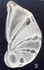 Planularia (?) defectiva McCulloch, 1981