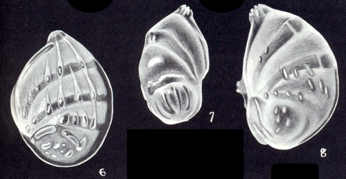 Planularia dissensa McCulloch, 1981