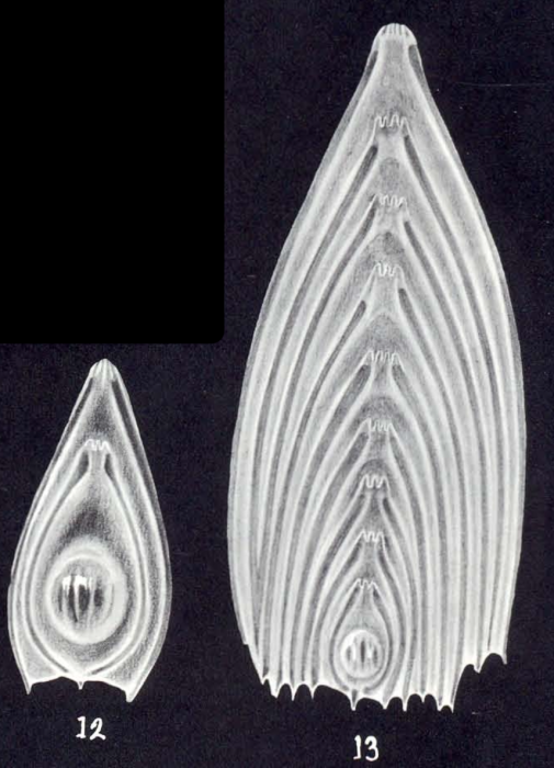 Frondicularia arubiana McCulloch, 1981