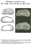 Orionina bradyi Bold, 1963 from the original description