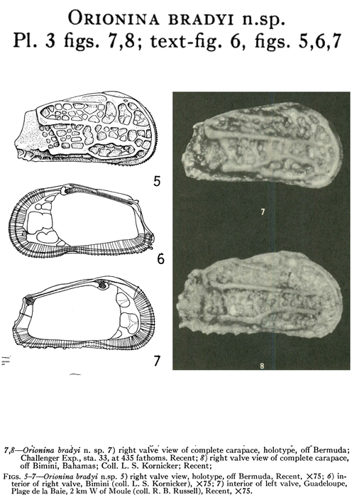 Orionina bradyi Bold, 1963 from the original description
