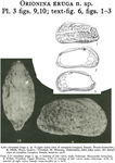 Orionina eruga Bold, 1963 from the original description