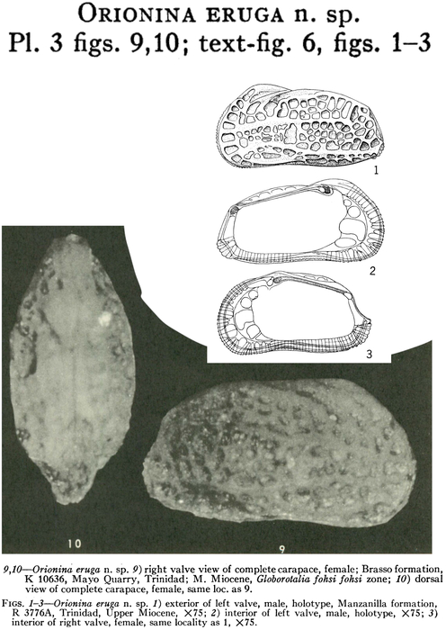 Orionina eruga Bold, 1963 from the original description