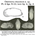 Orionina fragilis Bold, 1963 from the original description