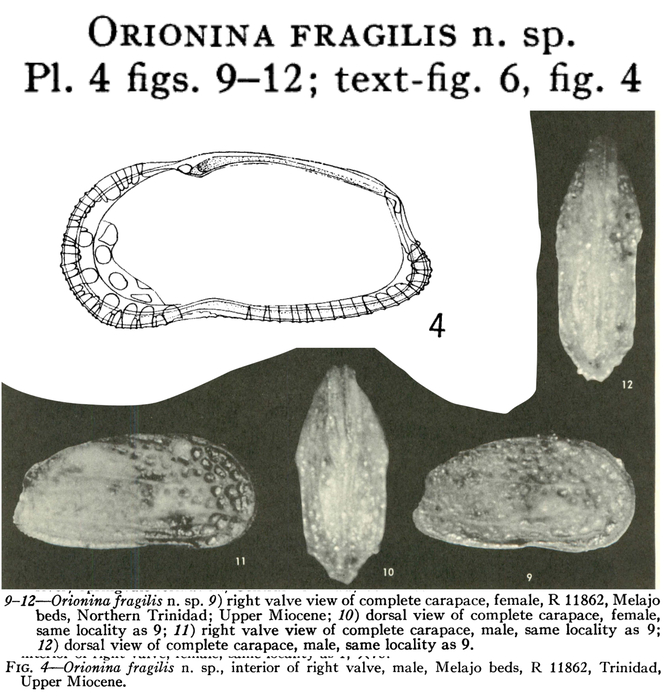 Orionina fragilis Bold, 1963 from the original description