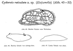 Cythereis reticulata Hartmann, 1956 from the original description
