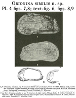 Orionina similis Bold, 1963 from the original description