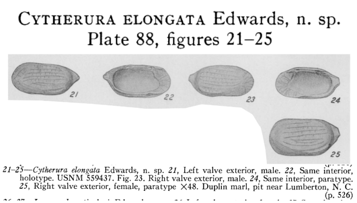 Cytherura (Semicytherura) elongata Edwards, 1944 from the original description