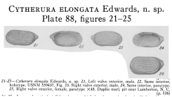 Cytherura (Semicytherura) elongata Edwards, 1944 from the original description