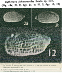 Caribbean Ostracoda